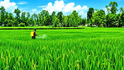 ফরিদগঞ্জে আমনের মাঠে সবুজ পাতায় দুলছে কৃষকের সোনালী স্বপ্ন