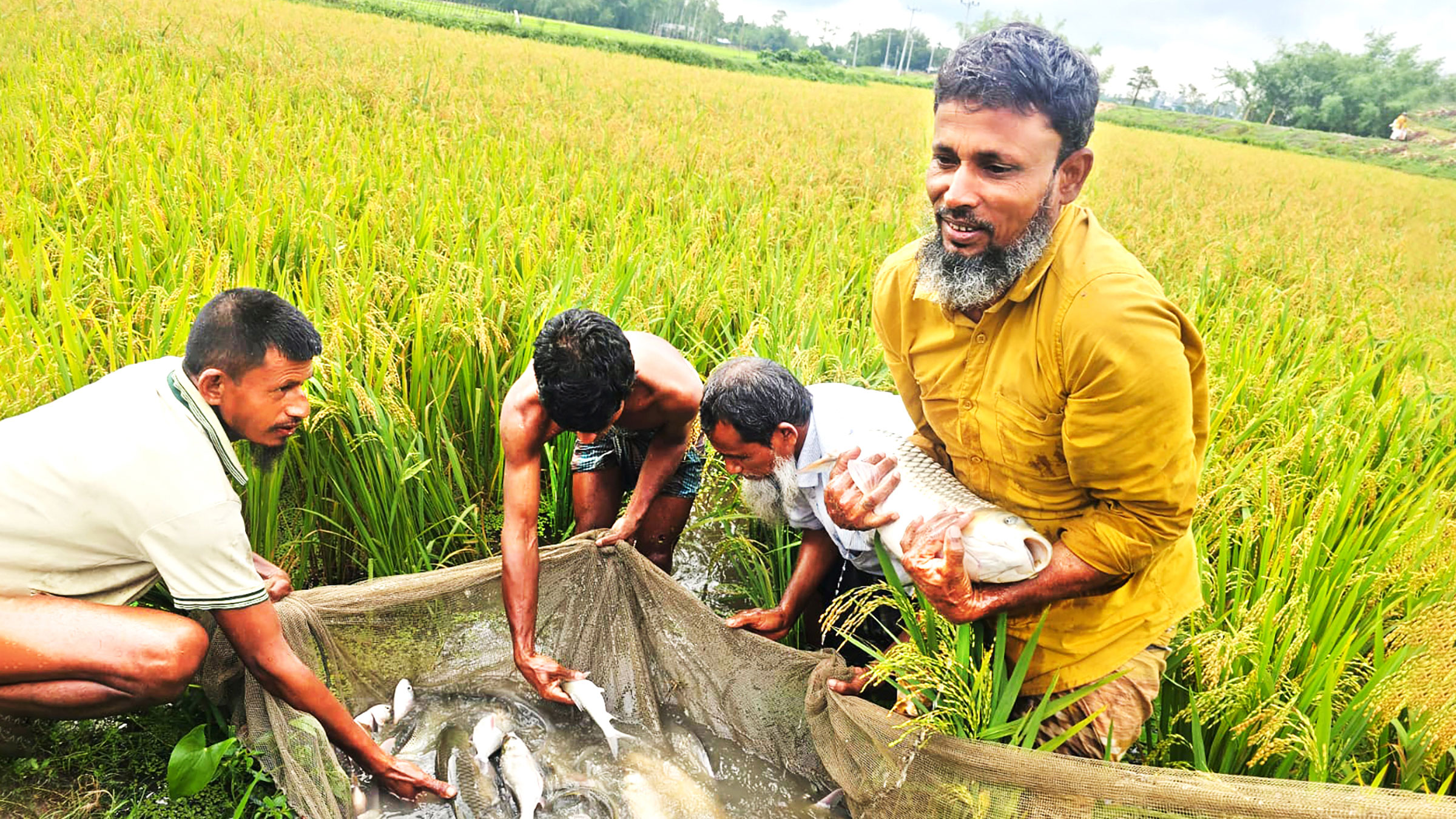 রংপুরের তারাগঞ্জ: ধানখেতে মাছ চাষের 
‘গুরু’ গোলজার