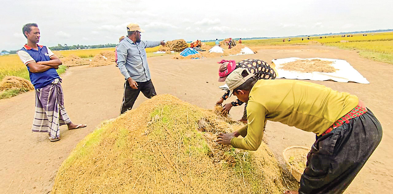 হাওরে বৃষ্টি ও ঢল: ক্ষণিক রোদে স্বস্তিতে কৃষক
ধান কাটা, মাড়াইয়ে ব্যস্ততা