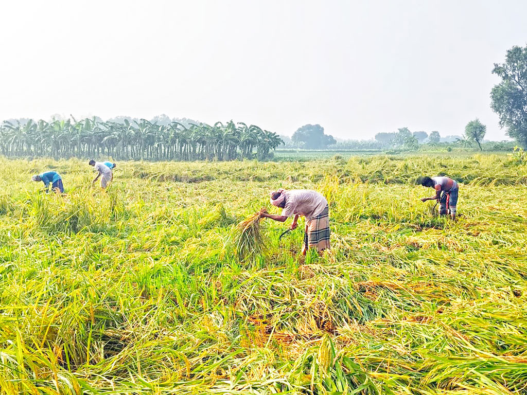রাজশাহীতে অসময়ের বৃষ্টি: ১০ কোটি টাকার ফসল নষ্ট
