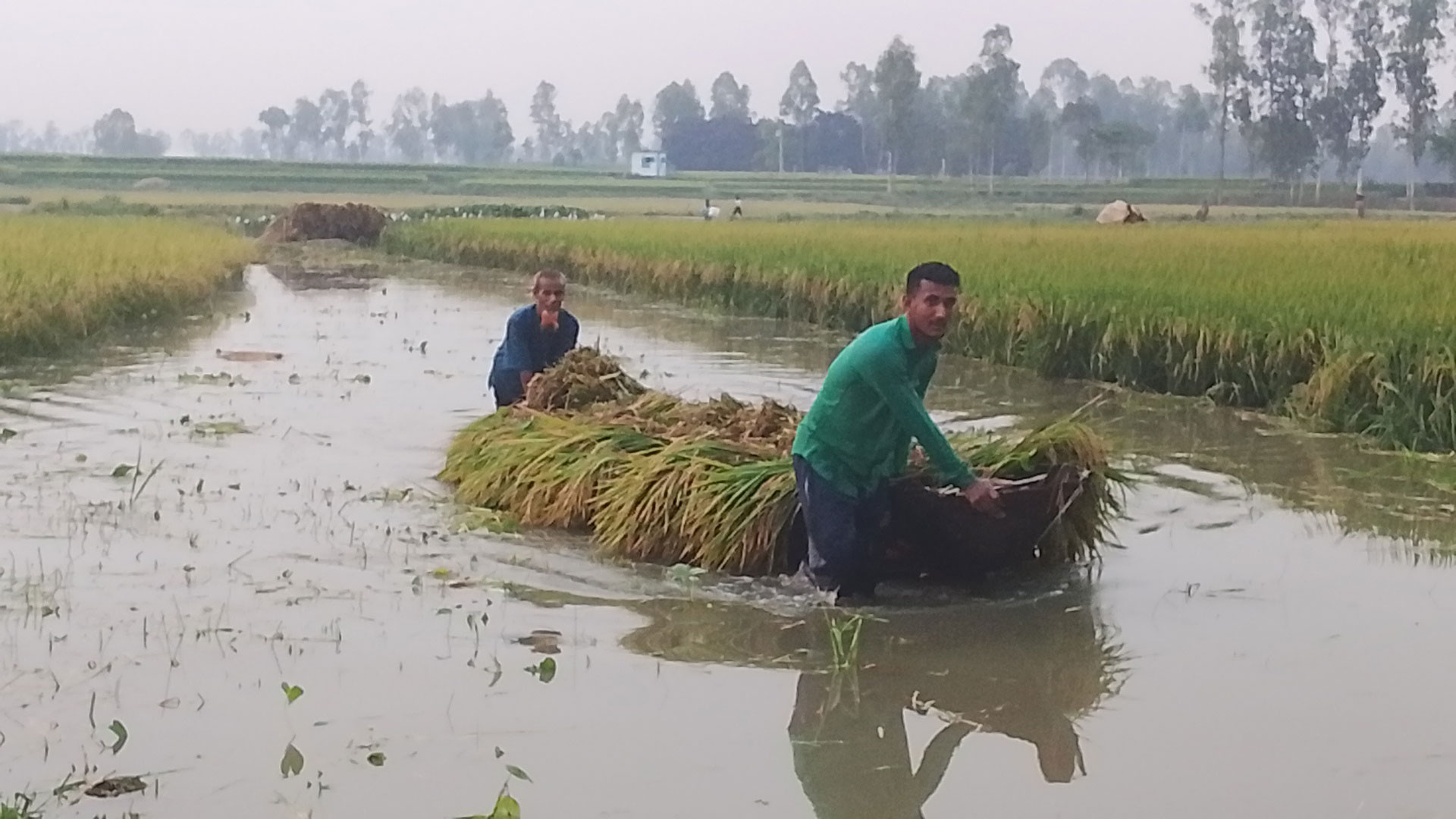 উজানের পানিতে পীরগঞ্জে ডুবছে বোরো ধান, স্লুইস গেট খোলার দাবি কৃষকদের