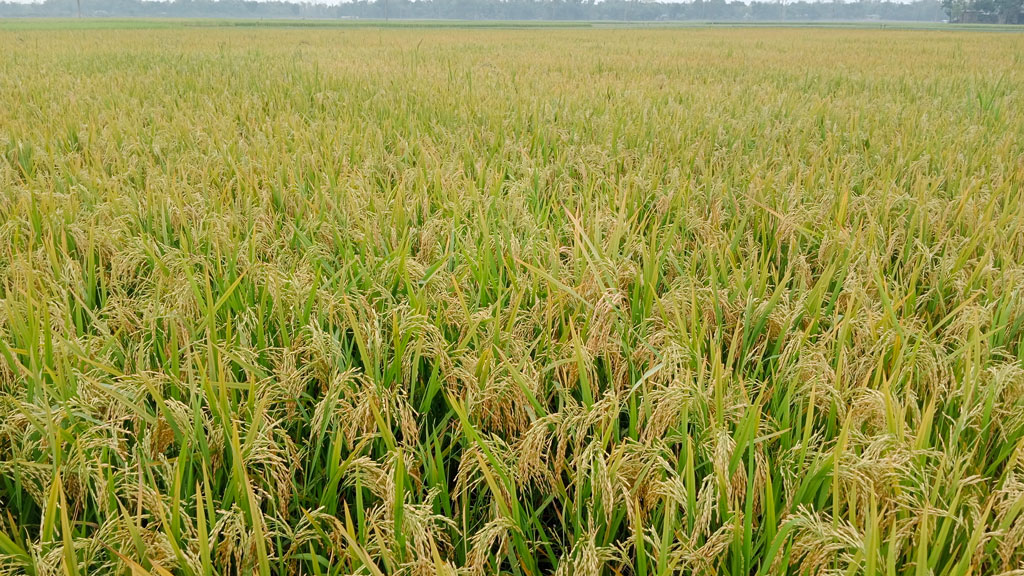 জ্বালানি সংকটে মৌলভীবাজারে আউশ ও বোরো ধানচাষিদের কপালে চিন্তার ভাঁজ