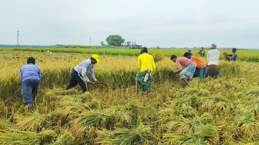 চলনবিলাঞ্চলে বোরো ধান কাটা শুরু, বাম্পার ফলন