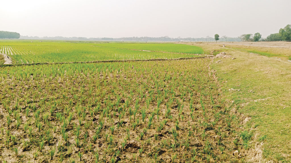 মৌলভীবাজার: বোরো মৌসুমে সেচের পানির অভাবে বিপাকে কৃষক