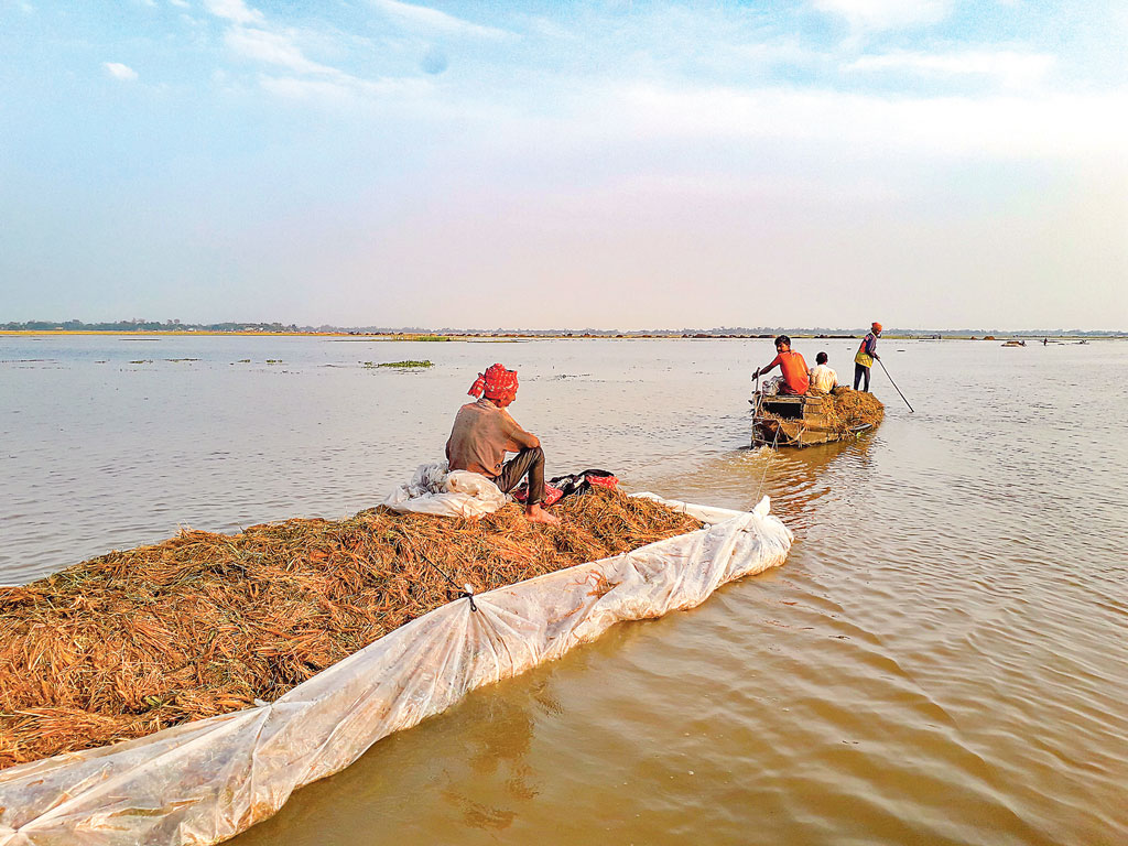 হাওরাঞ্চল:খোরাক বাঁচানোর চেষ্টায় কৃষক
