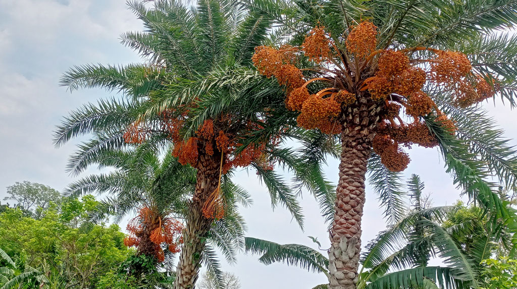 একসময়ের জনপ্রিয় দেশি খেজুর এখন গাছেই নষ্ট