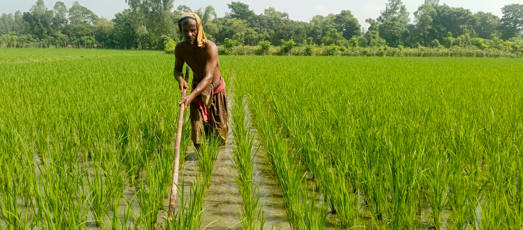 চলছে আমন মৌসুম। ধানের খেতে ঠেলা কোদালে নিড়ানি দেওয়া ও পরিচর্যায় ব্যস্ত কৃষক। রায়পুরার মুছাপুর পূর্ব হরিপুর গ্রাম থেকে তোলা, নরসিংদী, ২২ সেপ্টেম্বর ২০২৪। ছবি: হারুনূর রশিদ