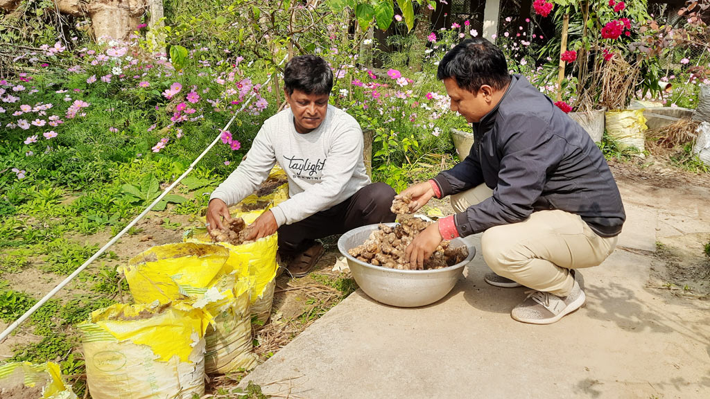 বস্তায় আদা চাষে লাভবান কৃষক সোবহান