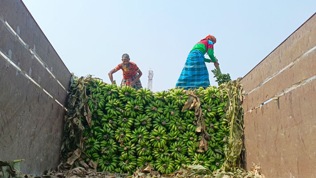অন্য সময়ের তুলনায় রমজানে কলার চাহিদা বেড়ে যায়। জেলার বিভিন্ন এলাকা থেকে ট্রাকে ভরে পাইকারি বিক্রির জন্য আনা হয় রায়পুরায়। এই কলা নামাতে দেখা যাচ্ছে ট্রাক থেকে। রায়পুরার মেথিকান্দা রেলস্টেশনে এলাকা, নরসিংদী, ১২ মার্চ ২০২৪। ছবি: হারুনূর রশিদ