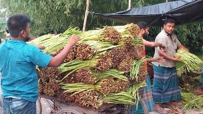 কচুর লতি চাষে আগ্রহ বাড়ছে কৃষকদের