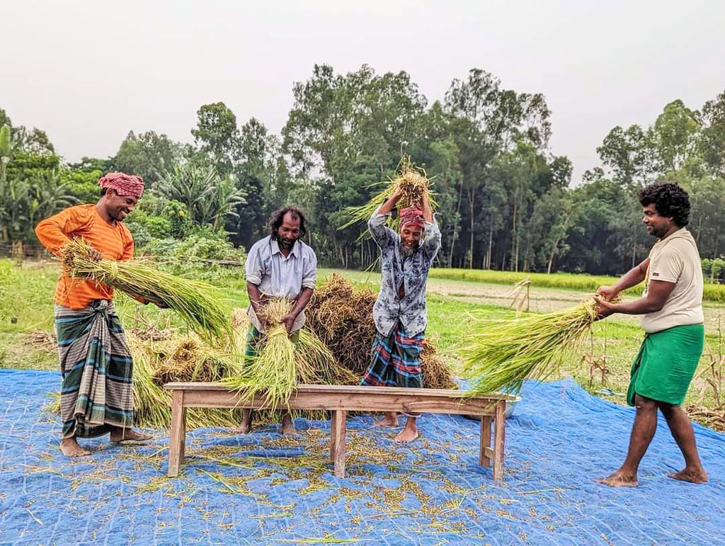 মানিকগঞ্জের আউশ ধানের স্থানীয় আদি জাত কালো মানিক ও পারেঙ্গী। অপেক্ষাকৃত নিচু জমিতে, যেখানে পানি জমে থাকে সেখানে এ ধানের আবাদ করেন কৃষকেরা। সার, রাসায়নিক ছাড়ায় ফলন ভালো হওয়ায় খুশি কৃষকেরা। আনন্দের সঙ্গে করছেন ধান মাড়াই। বালিয়াখোড়া ইউনিয়নের কাউটিয়া গ্রাম, ঘিওর, মানিকগঞ্জ, ১৯ মে,২০২৪। ছবি: আব্দুর রাজ্জাক