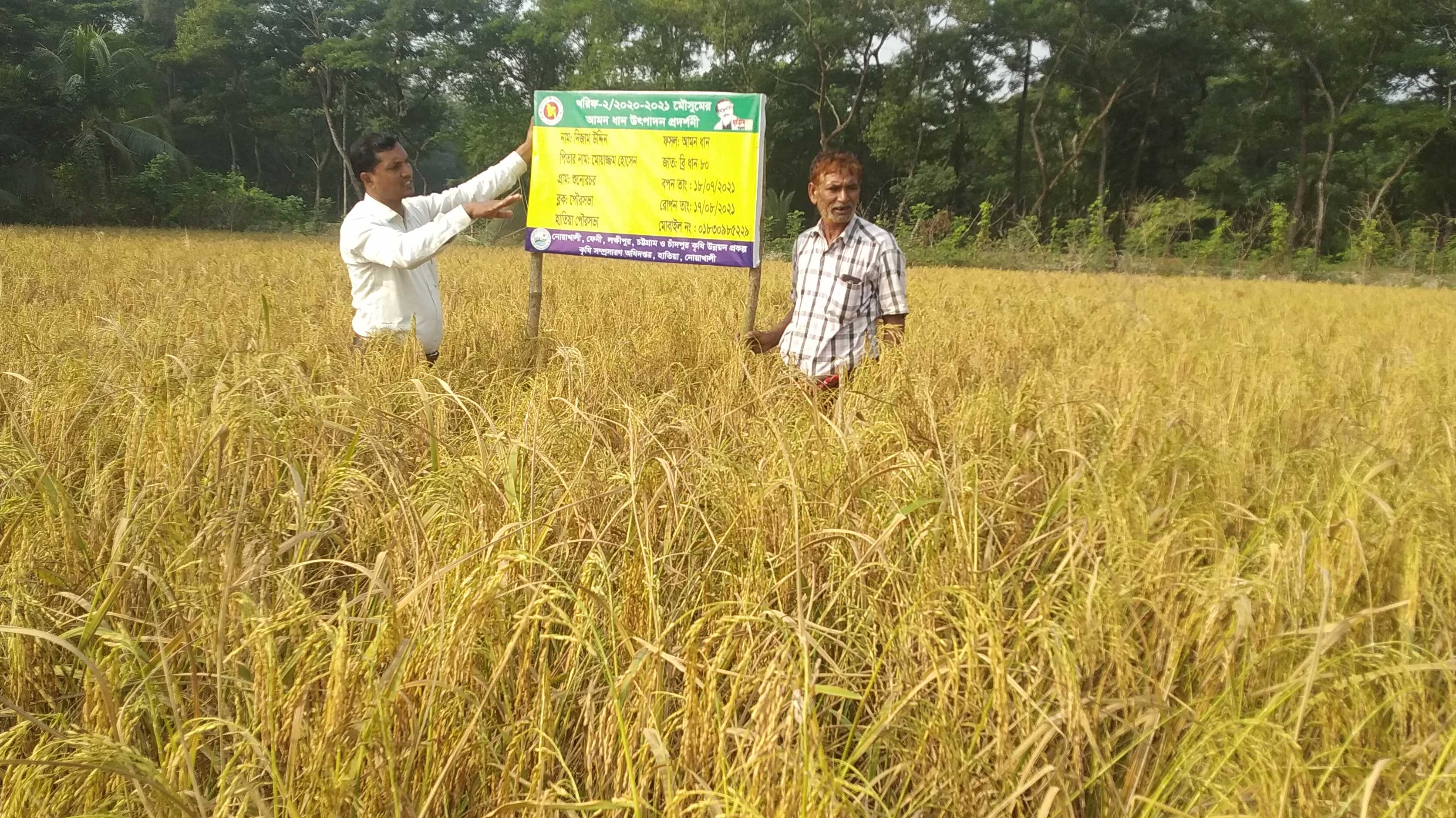 কৃষকের মন কেড়েছে নতুন জাতের ধান ব্রি-৮০