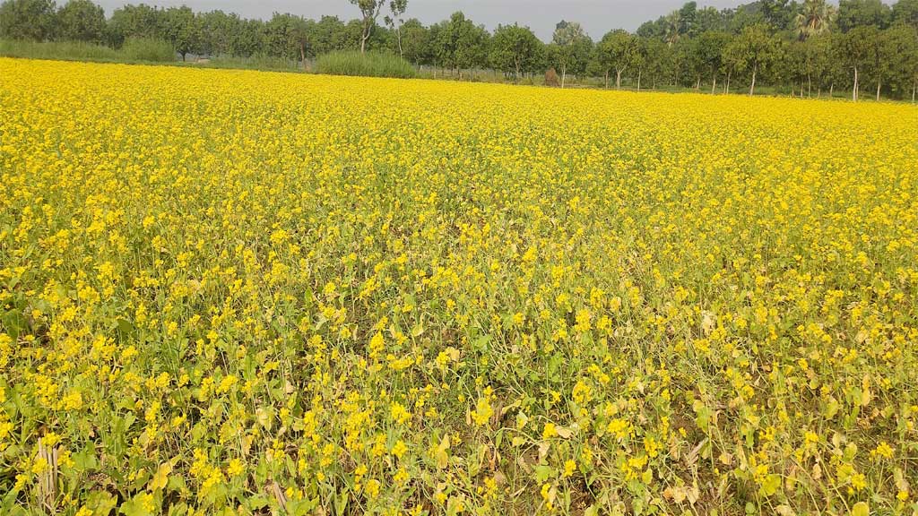 সরিষা চাষে আগ্রহ বাড়ছে