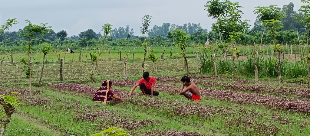 টানা কয়েক দিনের বৃষ্টিতে শাক-সবজির জমির কিছুটা ক্ষতি হয়েছে। পরিবারের সদস্যদের নিয়ে সম্প্রতি চাষ করা লাল শাক খেতে নিড়ানি দিচ্ছেন কৃষক। রায়পুরার পূর্বহরিপুর গ্রাম থেকে তোলা, নরসিংদী, ১৫ জুলাই ২০২৪ । ছবি: হারুনূর রশিদ