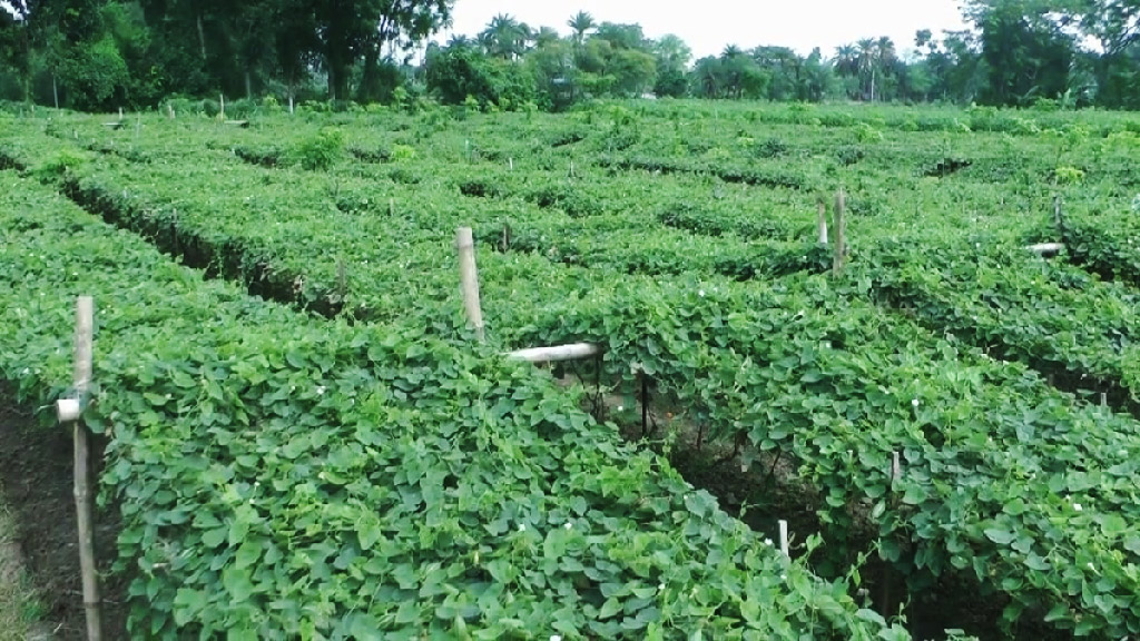 কৃষিতে বিপ্লবের আশা