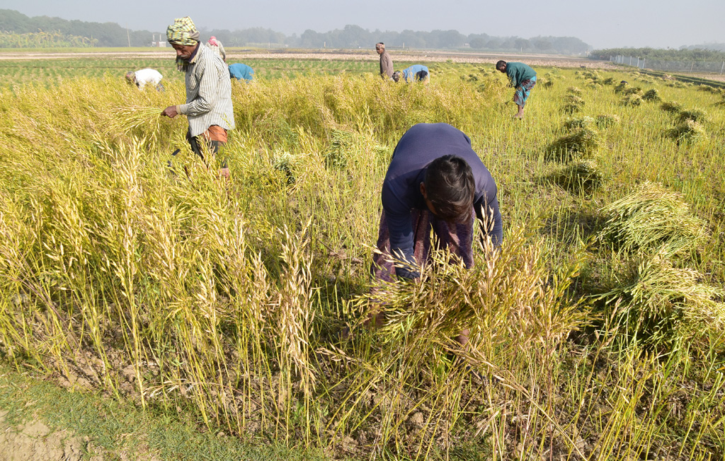 বরেন্দ্র অঞ্চলে কৃষকেরা সরিষার কাটতে শুরু করছে। কাদির বিল, পবা, রাজশাহী। ১৩ জানুয়ারি, ২০২৩। ছবি: মিলন শেখ