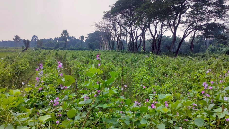 আগাম শিম চাষে লাভবান তালার কৃষকেরা