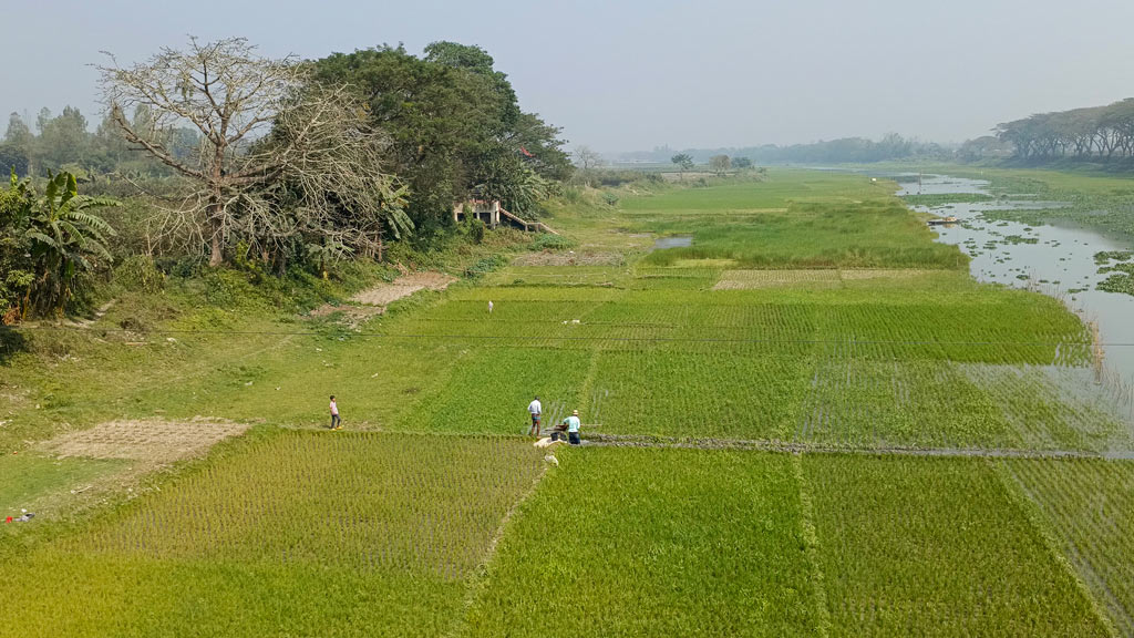 চলছে বোরো মৌসুম। রায়পুরার আড়িয়াল খাঁ নদের পাশের চরে গজানো সবুজ ধানের চারা সতেজ রাখতে সেচ দিচ্ছেন কৃষক। রায়পুরার মরজাল ইউনিয়নের চরমরজাল এলাকা, নরসিংদী। ছবি: হারুনূর রশিদ