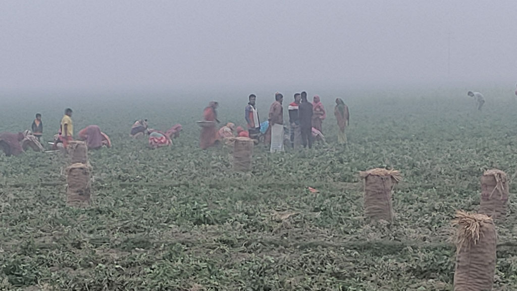 তীব্র শীত আর কুয়াশা উপেক্ষা করে খেতে আলু তুলছেন শ্রমিকেরা। চিরিরবন্দর উপজেলার গার্মেন্টস বাজার পূর্ব বড়গ্রাম এলাকার একটি খেত, দিনাজপুর, ২ জানুয়ারি ২০২৪। ছবি: আনিসুল হক জুয়েল