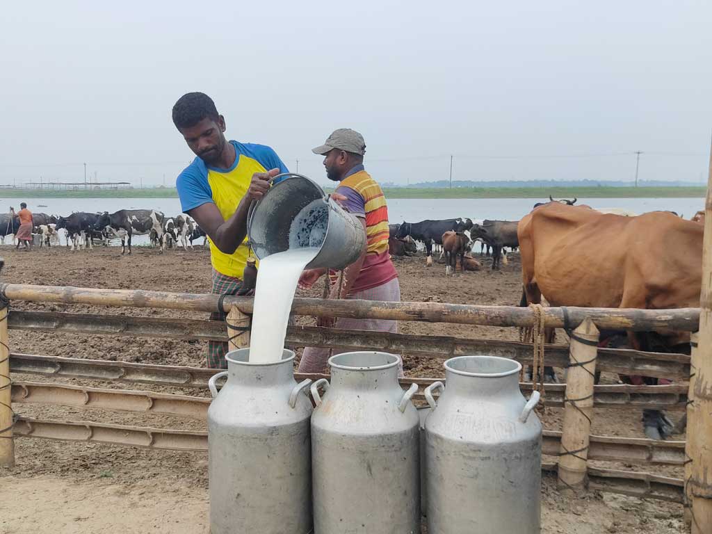 দুধের জনপদে খামারিদের দীর্ঘশ্বাস