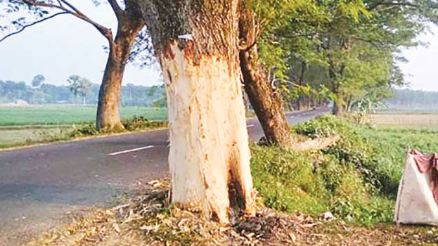 বাঁকল তুলে সরকারি গাছ হত্যার চেষ্টা