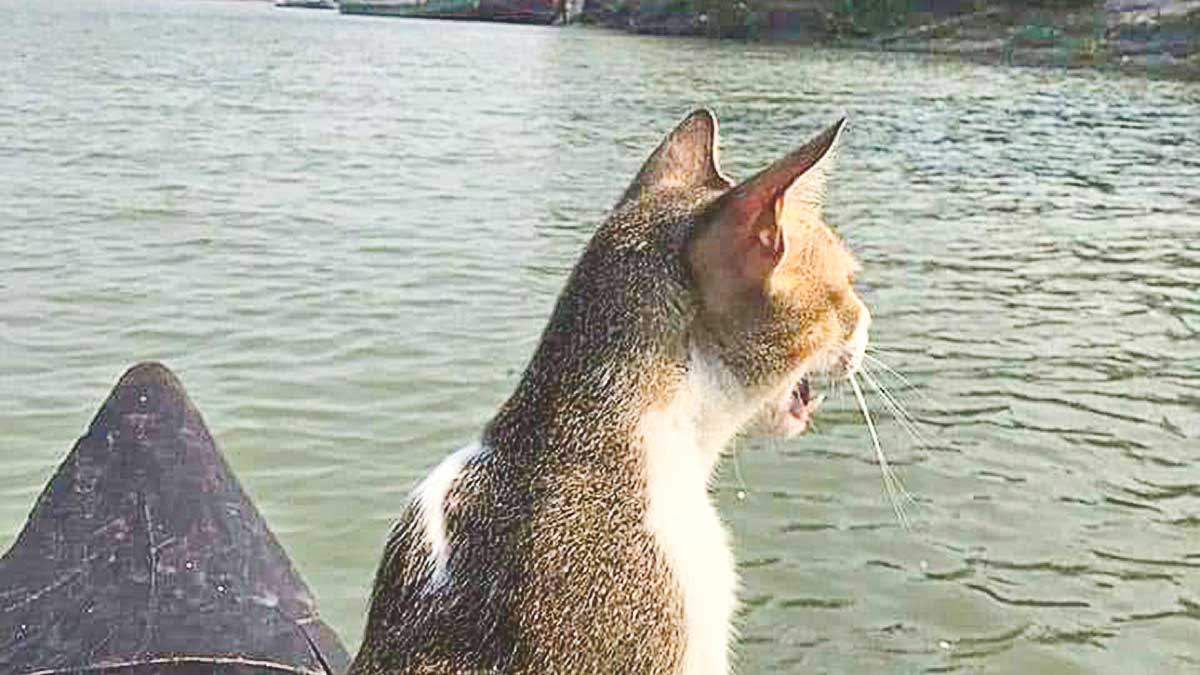 বিড়ালের অপেক্ষায়  হাওরে বিদেশিনী