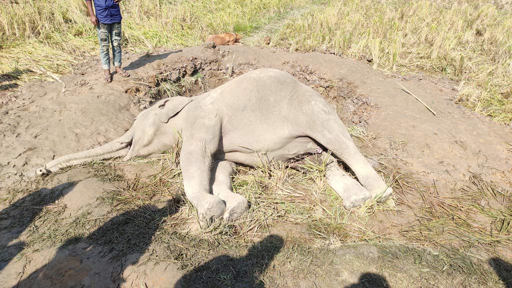 নালিতাবাড়ীতে বন্য হাতির মরদেহ উদ্ধার