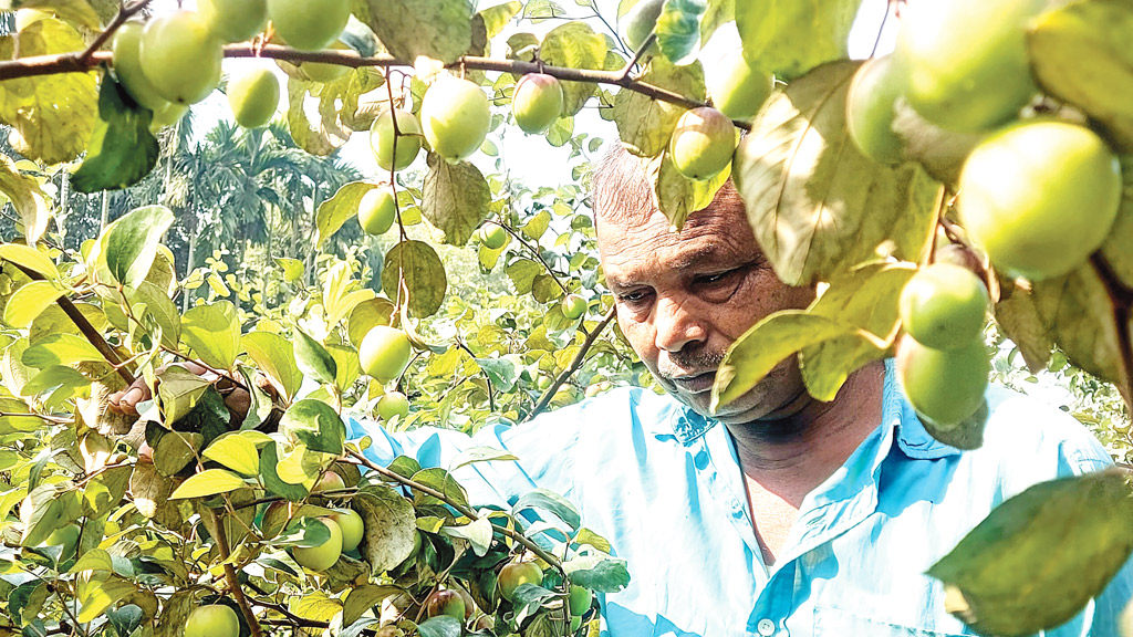 বাগানে সাথি ফল বরই