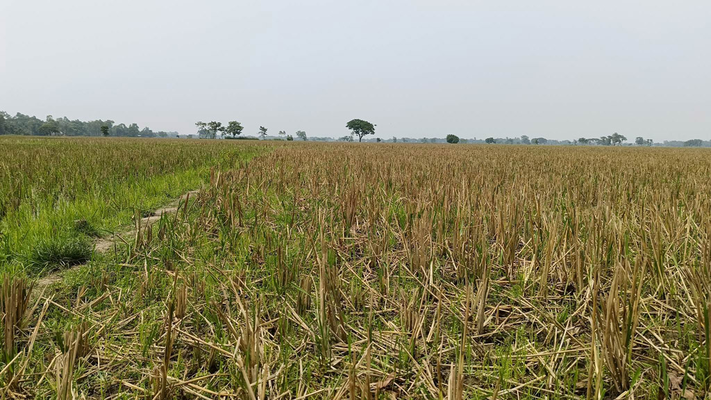 বৃষ্টি না হওয়ায় বিপাকে হালুয়াঘাটের চাষিরা