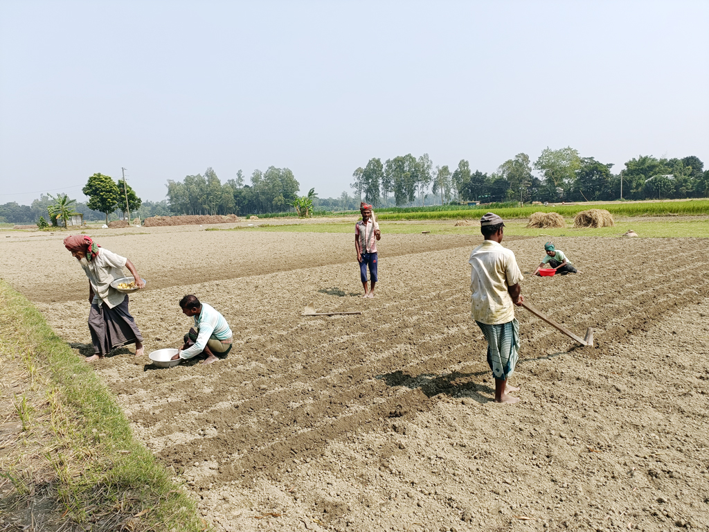 উন্নত ও আগাম জাতের আলু চাষ করে লাভবান হওয়ায় বরাবরের মতো এবারও আলু চাষ করছেন মানিকগঞ্জের কৃষক। আলুর সঙ্গে একই জমিতে সাথি ফসল হিসেবে তাঁরা আবাদ করবেন মিষ্টি কুমড়া। ঘিওর সদরের ধলেশ্বরী নদীর উত্তর পাড়, মানিকগঞ্জ, ৬ নভেম্বর ২০২৩। ছবি: আব্দুর রাজ্জাক
