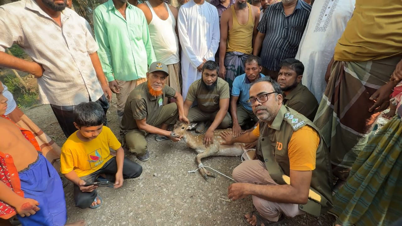 কুকুরের ধাওয়া খেয়ে লোকালয়ে আশ্রয় নিল মায়াবী হরিণ, উদ্ধার করল বন বিভাগ