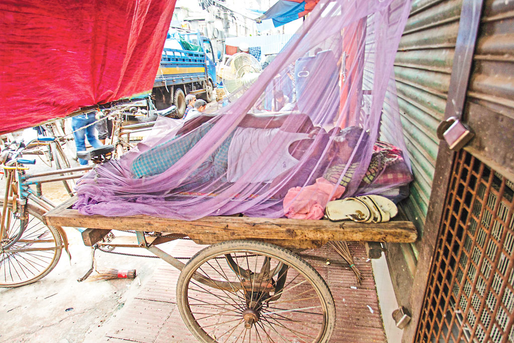মশা এখন দিনরাতের যন্ত্রণা