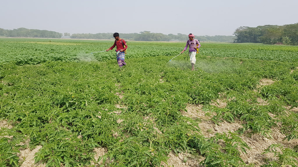 সবজির গ্রাম পাঙ্গাশিয়া