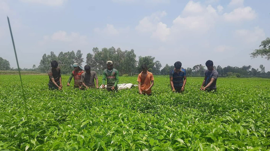 চায়ের মান রক্ষায় তিন পাতা তোলার পরামর্শ