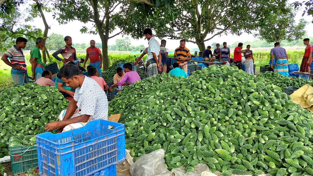 লাউয়ের মাচায় করলা চাষ কম খরচে ভালো দাম