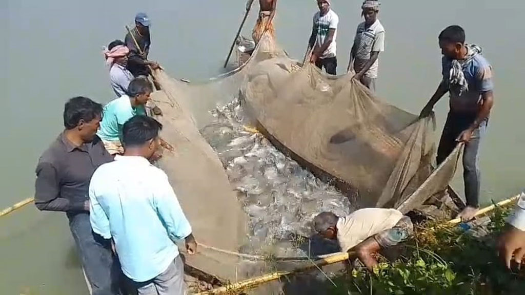 বিএনপি নেতার দিঘিতে বিষপ্রয়োগ, অভিযোগ দলীয় প্রার্থীর সমর্থকদের বিরুদ্ধে