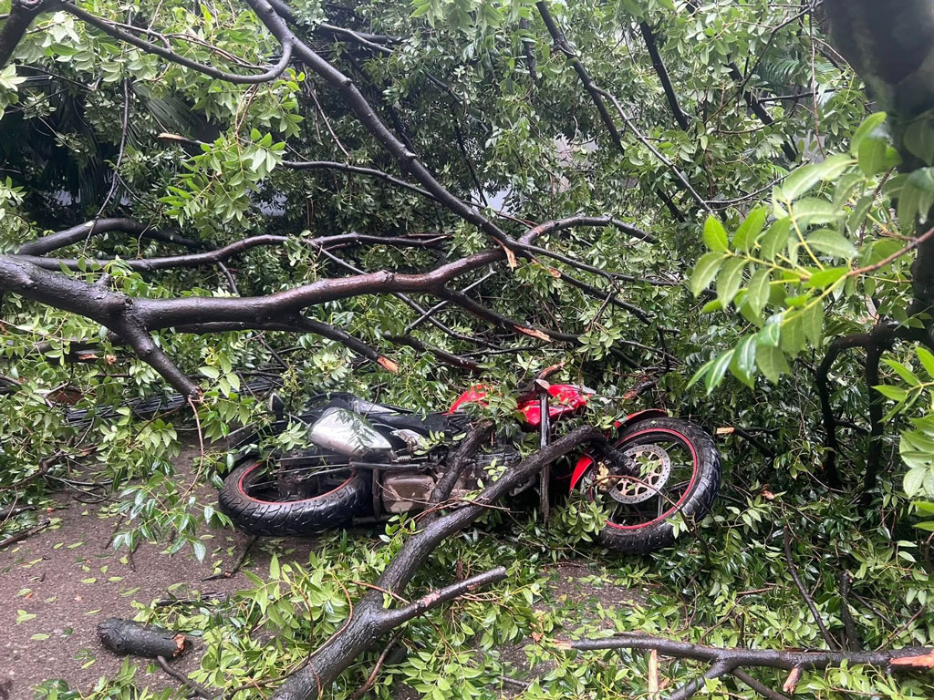 ধানমন্ডিতে ভেঙে পড়ল ৪০ বছরের পুরোনো মেহগনি গাছ—নারী আহত, ক্ষতিগ্রস্ত ৪টি গাড়ি