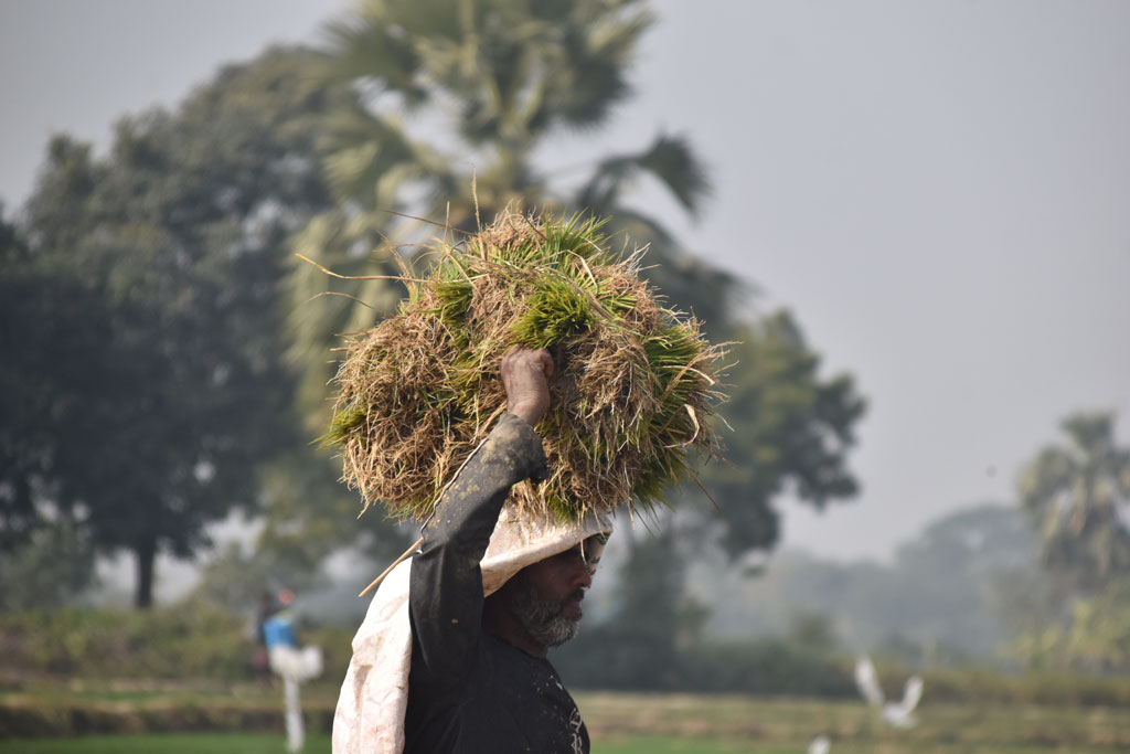 বরেন্দ্র অঞ্চলে মাঠে মাঠে এখন চলছে বোরো ধান লাগানোর কাজ। জমিতে লাগানোর জন্য এক কৃষক মাথায় করে ধানের চারা নিয়ে যাচ্ছেন। গোদাগাড়ী উপজেলা রিশিকুল ইউনিয়ন এলাকার একটি বিল থেকে তোলা। ছবি: মিলন শেখ