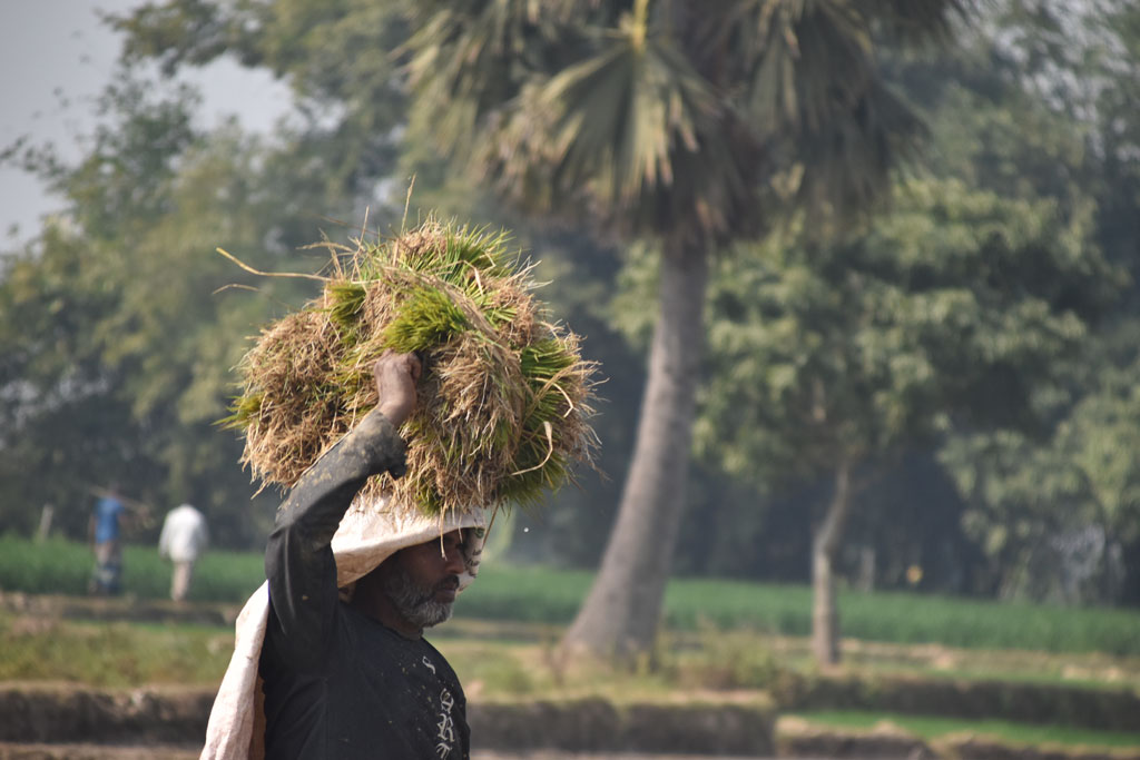 বরেন্দ্র অঞ্চলে মাঠে মাঠে এখন চলছে বোরো ধান লাগানোর কাজ। জমিতে লাগানোর জন্য এক কৃষক মাথায় করে ধানের চারা নিয়ে যাচ্ছেন। গোদাগাড়ী উপজেলা রিশিকুল ইউনিয়ন এলাকার একটি বিল থেকে তোলা। ছবি: মিলন শেখ