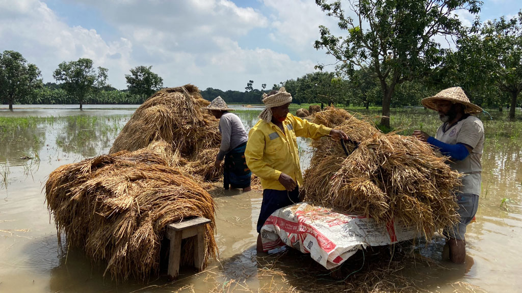 বৃষ্টিতে তলিয়েছে খেত: ‘আমরা কৃষকেরা ধান করে বিপদ ঘরে ডেকে এনেছি’
