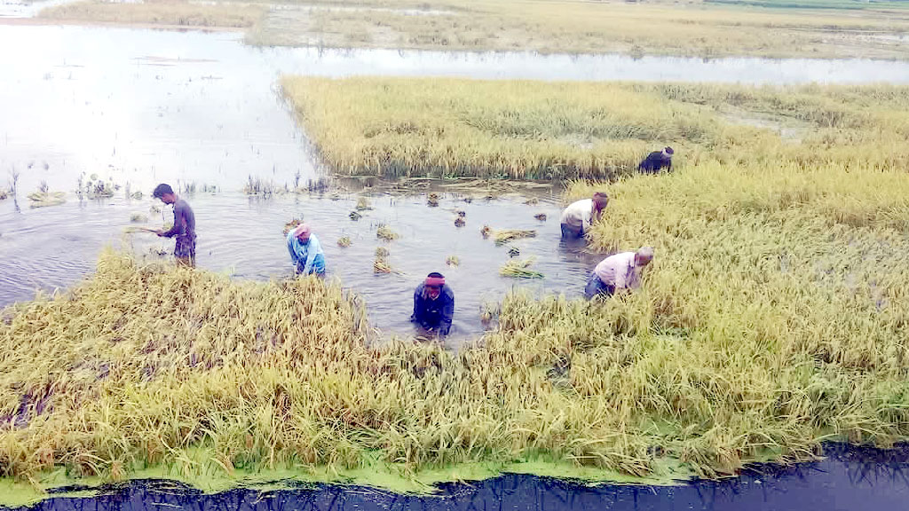 টানা বৃষ্টিতে তলিয়েছে ধানখেত, কৃষকের কপালে দুশ্চিন্তার ভাঁজ