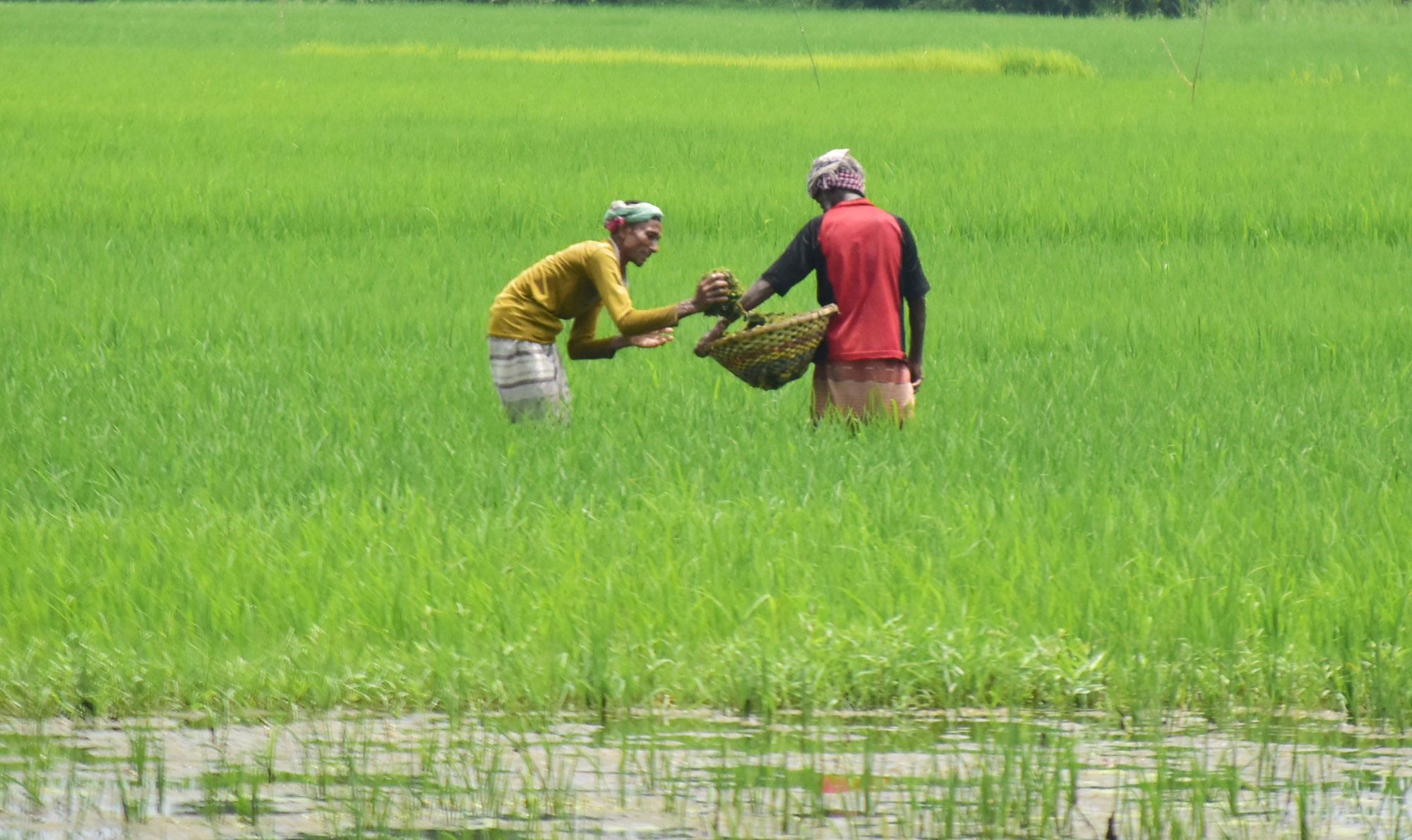 ধানের জমিতে বৃষ্টির পানি জমে আছে। দুই কৃষক পানিতে নেমে শ্যাওলা পরিষ্কার করছে। ছবিটি রাজশাহীর পবা উপজেলার পারিলা ইউনিয়নের খড়খড়ি বাইপাস এলাকার একটি জমি থেকে তোলা। ছবি: মিলন শেখ।
