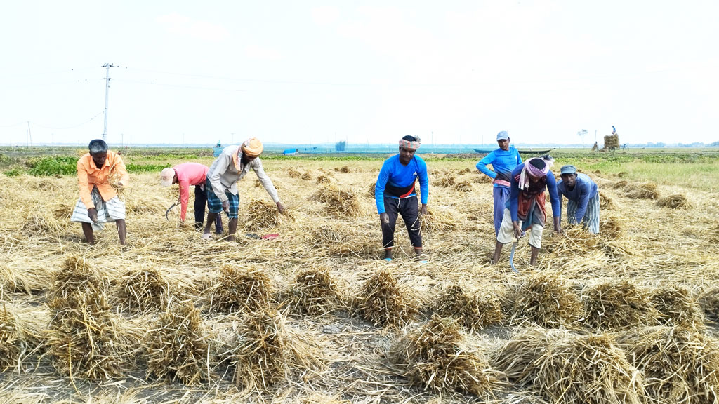 চলছে অগ্রহায়ণ মাস। মাঠে মাঠে পাকা ধান কাটার পরে থরে থরে সাজানো রয়েছে। আর কদিন পর শুরু হবে নবান্ন উৎসব। চারদিকে যেন খুশির আমেজ। জোরাদাহ বিল, চাটমোহর উপজেলার হরিপুর ইউনিয়ন, পাবনা। ২১ নভেম্বর, ২০২৪। ছবি: শুভাশীষ ভট্টাচার্য্য তুষার