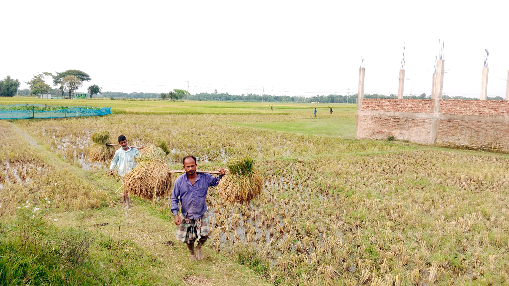 বৈরী আবহাওয়ায় বোরো ধান কাটা-মাড়াই ব্যাহত, জলাবদ্ধতা ও আগাম বন্যার আশঙ্কা
