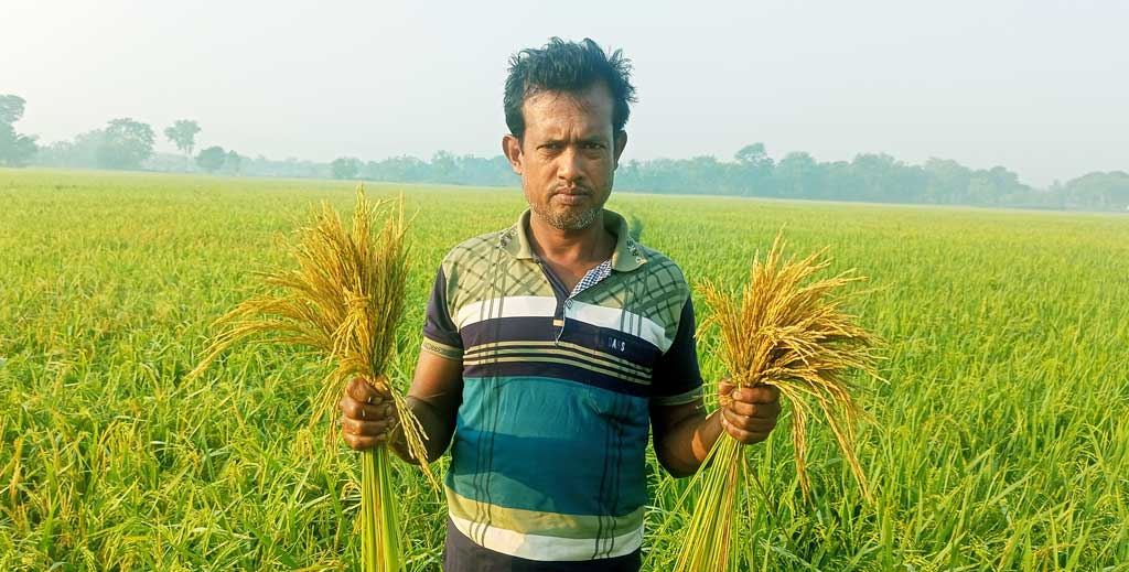 মাজরা পোকার আক্রমণে বিপাকে ধানচাষিরা, কৃষি কর্মকর্তাদের উদাসীনতায় ক্ষোভ বাড়ছে