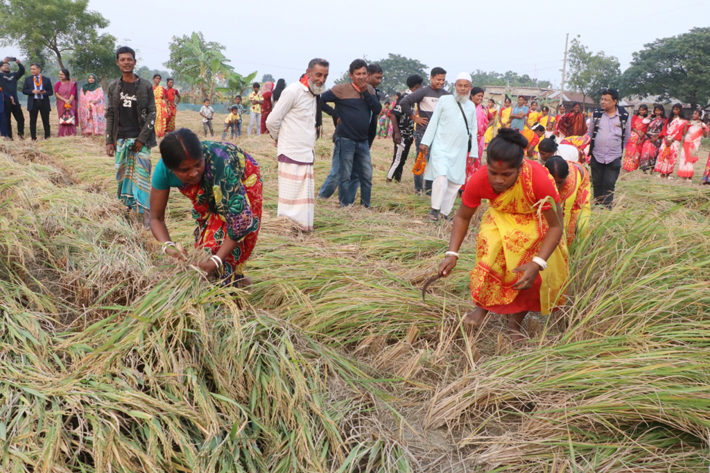নবান্ন উৎসব উপলক্ষে নারীদের ধান কাটার প্রতিযোগিতা