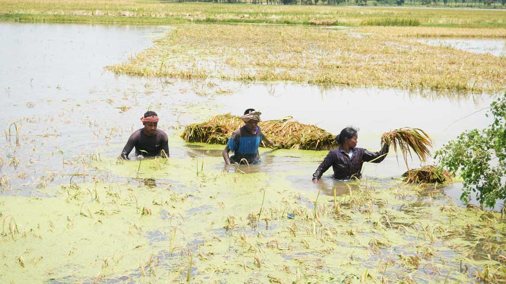 ধামইরহাটে বৃষ্টিতে তলিয়ে গেছে পাকাধান, দিশেহারা কৃষক