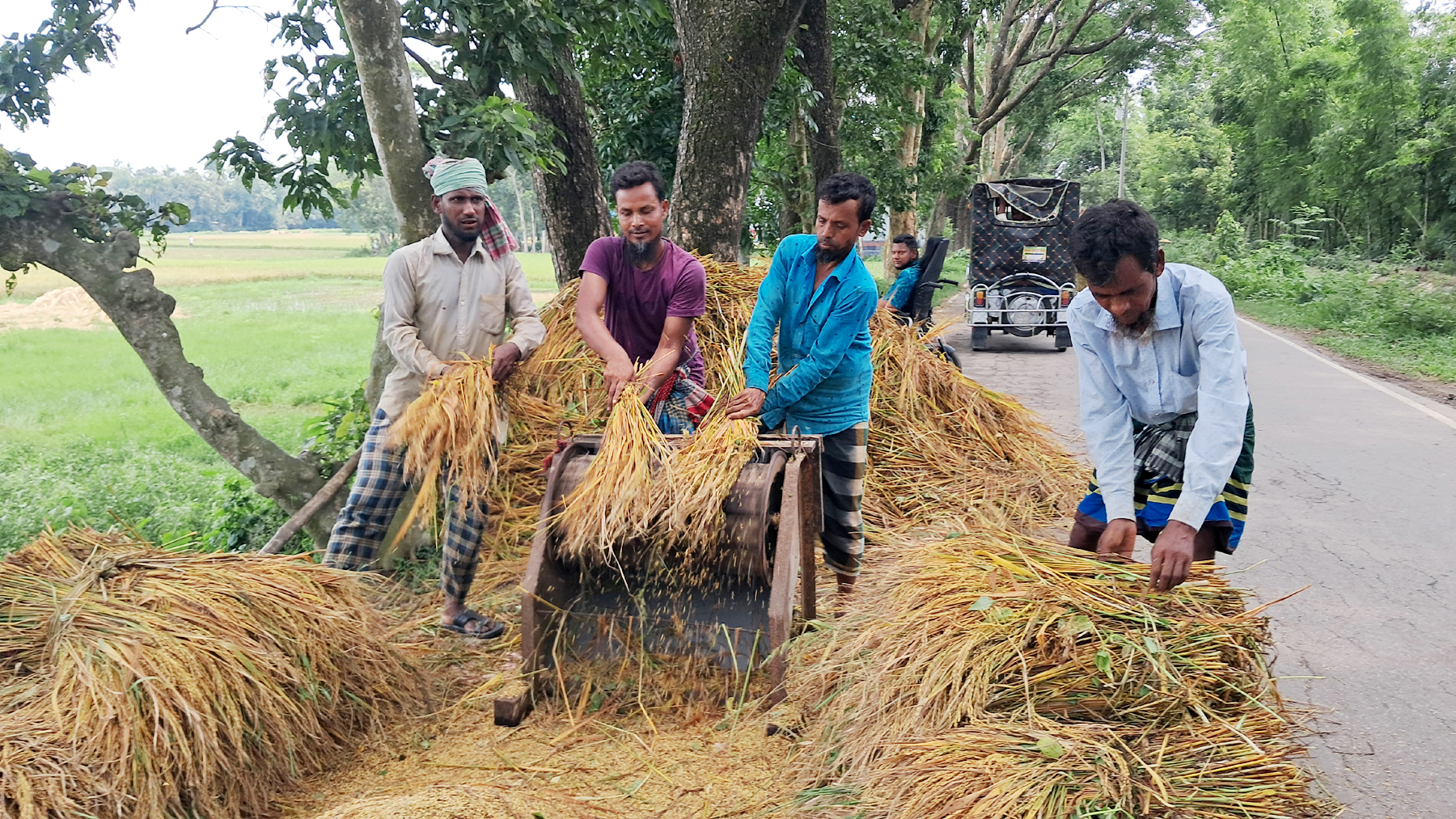 চাঁদপুরের মতলব উত্তর উপজেলার মেঘনা ধনাগোদা সেচ প্রকল্পে ধান মাড়াই কাজে ব্যস্ত কৃষক। ছবিটি উপজেলার নয়াকান্দি এলাকা থেকে তোলা। ছবি: মাসুদ আলম