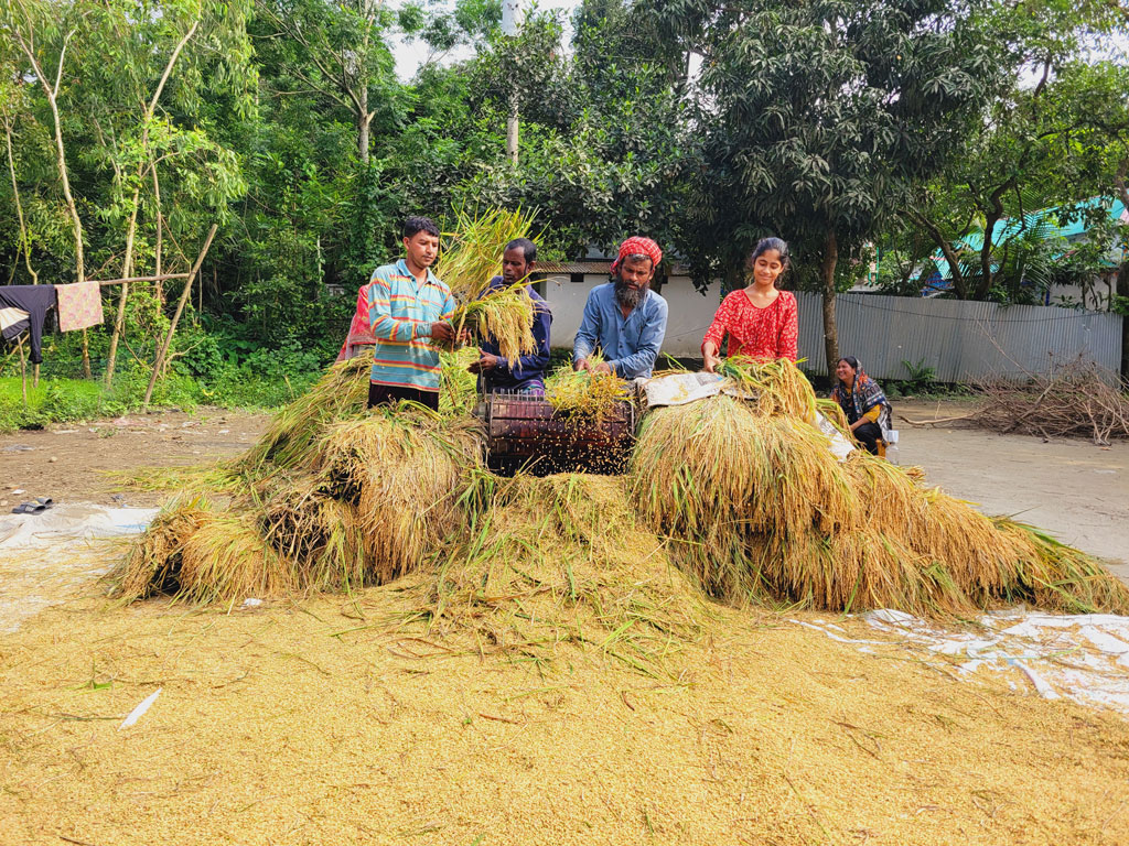 বাড়ির উঠানে ধান মাড়াইয়ে ব্যস্ত কৃষক। পরিবারের সদস্যরাও তাঁকে এই কাজে সাহায্য করছেন। রোববার সকালে নরসিংদীর রায়পুরার মুছাপুরের পূর্বহরিপুর গ্রামে। ছবি: হারুনূর রশিদ
