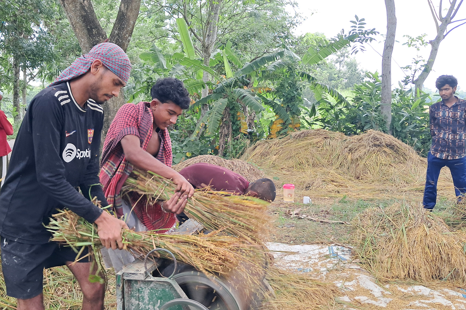 চাঁদপুরের মতলব উত্তর উপজেলার মেঘনা ধনাগোদা সেচ প্রকল্পে ধান মাড়াই কাজে ব্যস্ত কৃষক। ছবিটি উপজেলার নয়াকান্দি এলাকা থেকে তোলা। ছবি: মাসুদ আলম